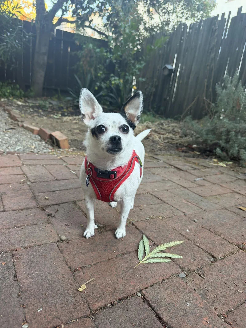 An adult small-sized female Chihuahua dog named Biscuit for adoption in San Francisco, CA