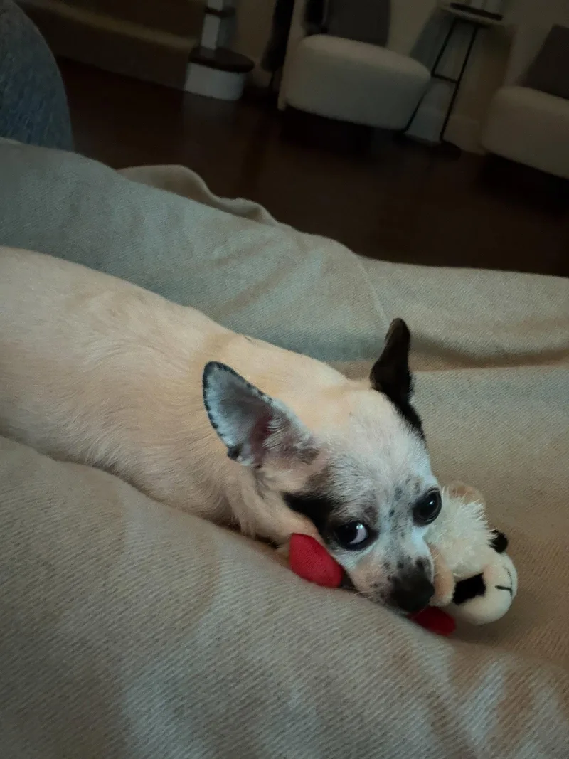 Biscuit thumbnail 3