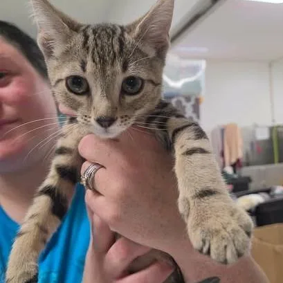 A baby small-sized female Brown / Chocolate Domestic Short Hair cat named Millicent for adoption in Fredericksburg, VA