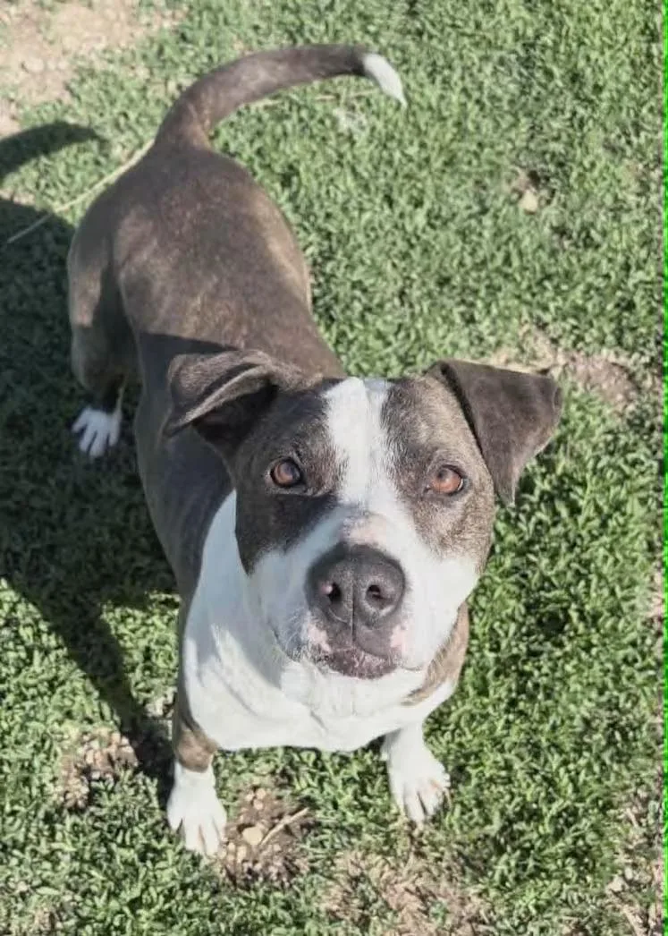 An adult medium-sized female Brindle Pit Bull Terrier dog named Sadie Pibble  Sponsored for adoption in Monterey, VA