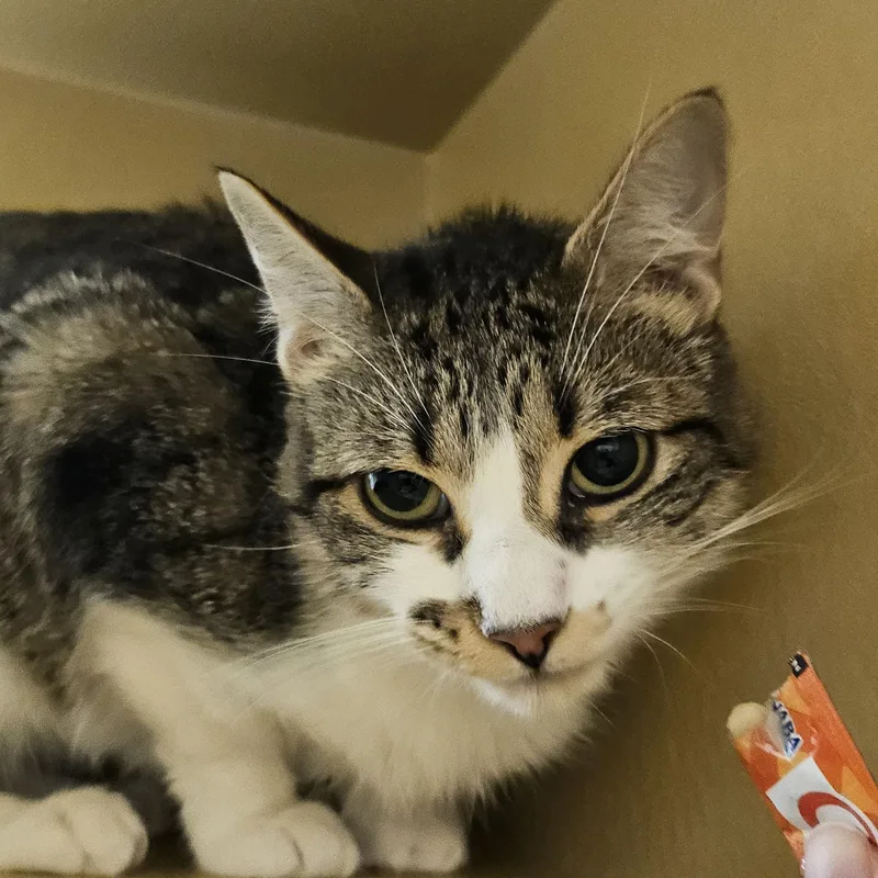 A young medium-sized female Tabby (Brown / Chocolate) Domestic Short Hair cat named Thelma & Louise for adoption in Worcester, MA