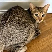 A young medium-sized female Brown / Chocolate Domestic Short Hair cat named Meadow for adoption in Austin, TX