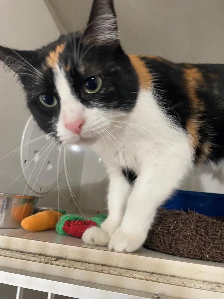 An adult large-sized female Domestic Short Hair cat named Hope for adoption in Corpus Christi, TX