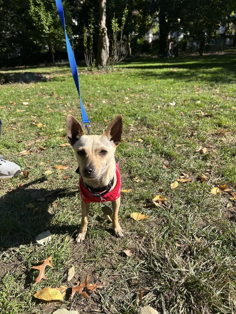 An adult small-sized male Chihuahua dog named Meerkat for adoption in Brooklyn, NY
