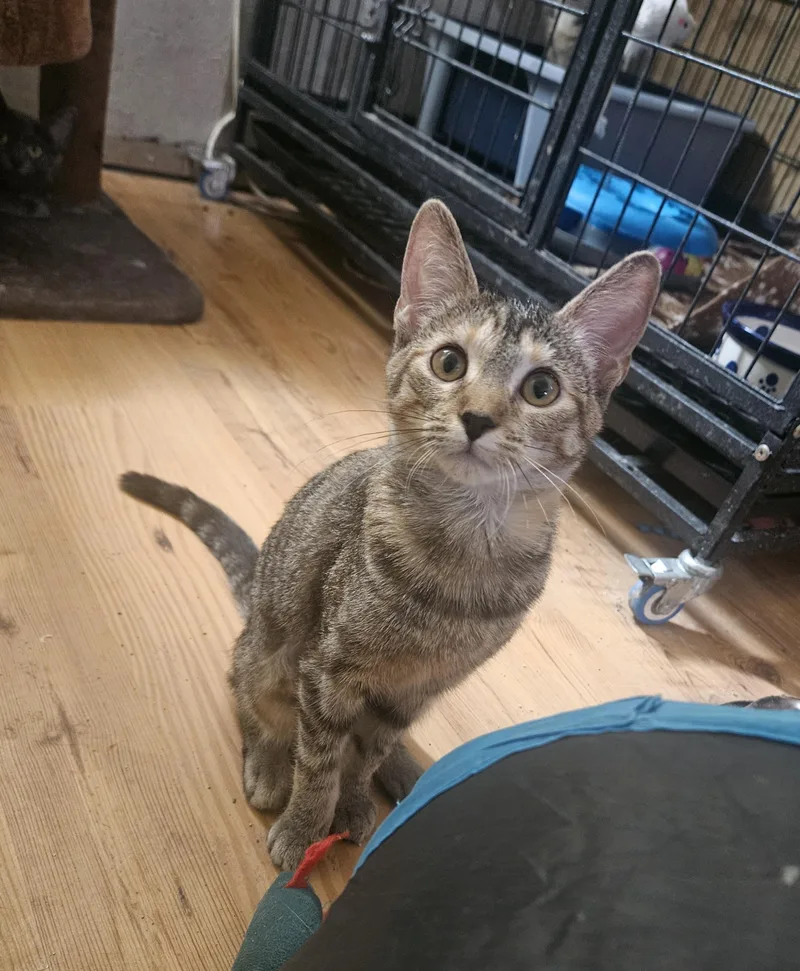 A baby small-sized female Torbie Domestic Short Hair cat named Posie for adoption in Youngtown, AZ