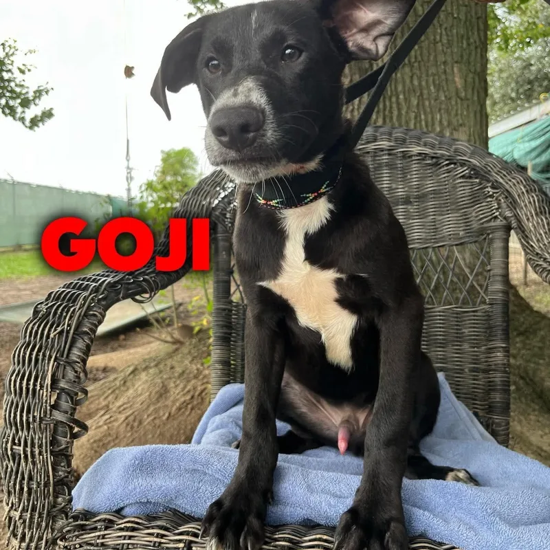 A young medium-sized male Black Labrador Retriever dog named Goji for adoption in Hampton, VA
