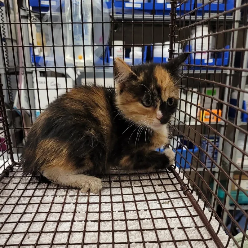 A baby small-sized female Calico Domestic Short Hair cat named Jk for adoption in Lake Panasoffkee, FL