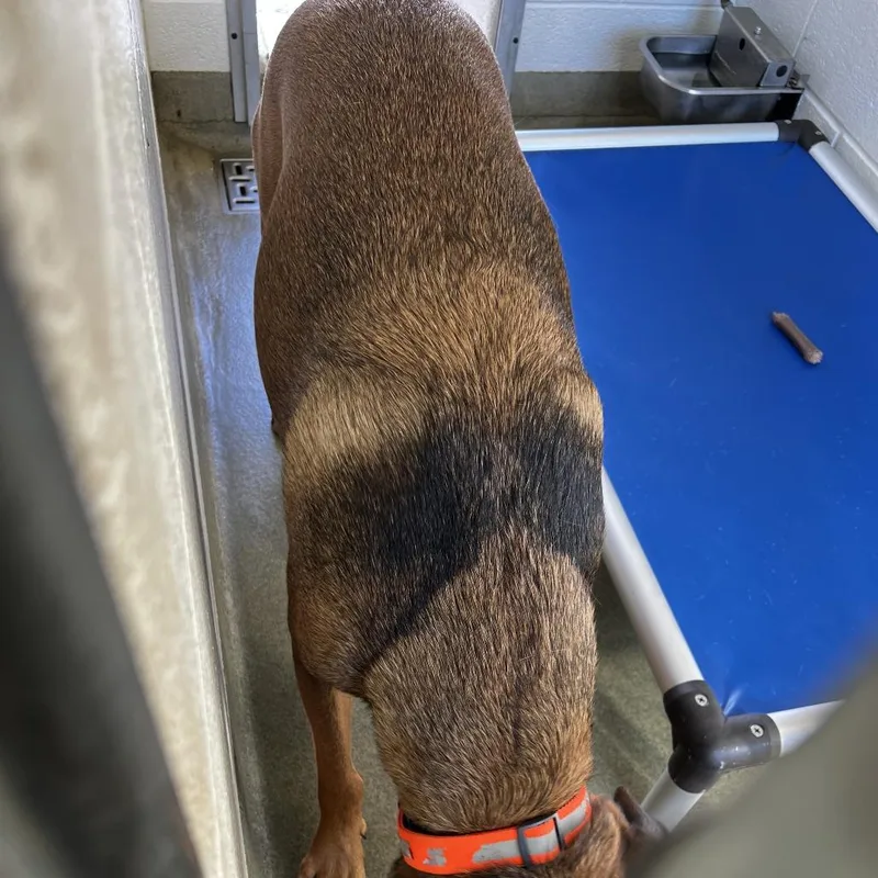 An adult medium-sized male Brown / Chocolate Hound dog named 72989 for adoption in Harrisonburg, VA