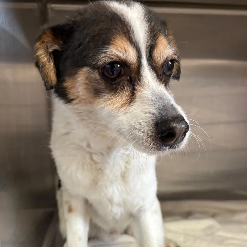 A senior small-sized male White / Cream Rat Terrier dog named Sam for adoption in Northbrook, IL
