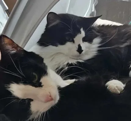 An adult medium-sized female Black & White / Tuxedo Domestic Medium Hair cat named Luciana & Marina for adoption in Milwaukee, WI