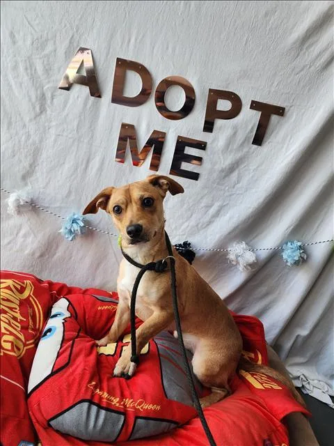 A young small-sized male Chihuahua dog named Elvis for adoption in Chatsworth, CA