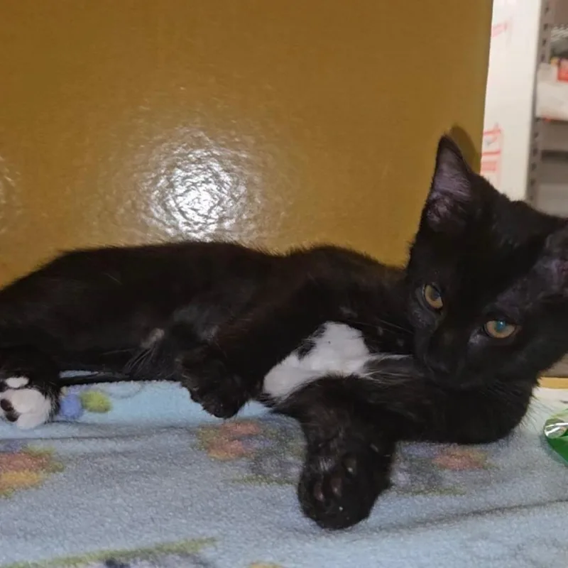 A baby small-sized female Black Domestic Short Hair cat named Satin for adoption in Hamburg, NY