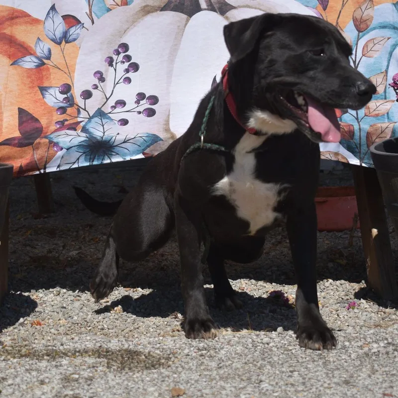 An adult medium-sized female Black Pit Bull Terrier dog named Willow for adoption in Brooksville, KY
