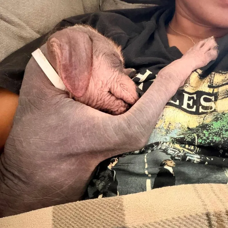 A baby medium-sized male Gray / Blue / Silver Xoloitzcuintli / Mexican Hairless dog named Rio for adoption in Pearland, TX
