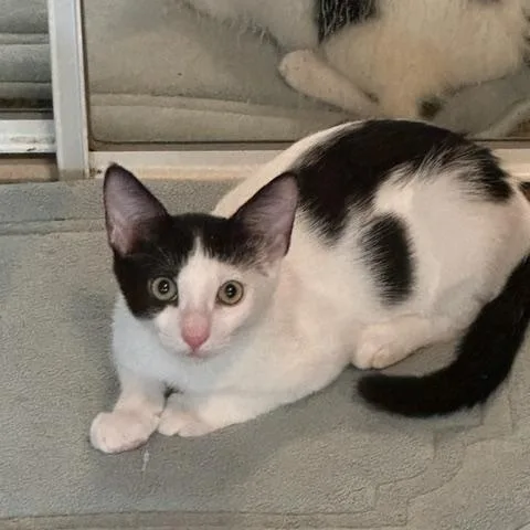 A baby small-sized male Black Domestic Short Hair cat named Speck for adoption in Orange, CA