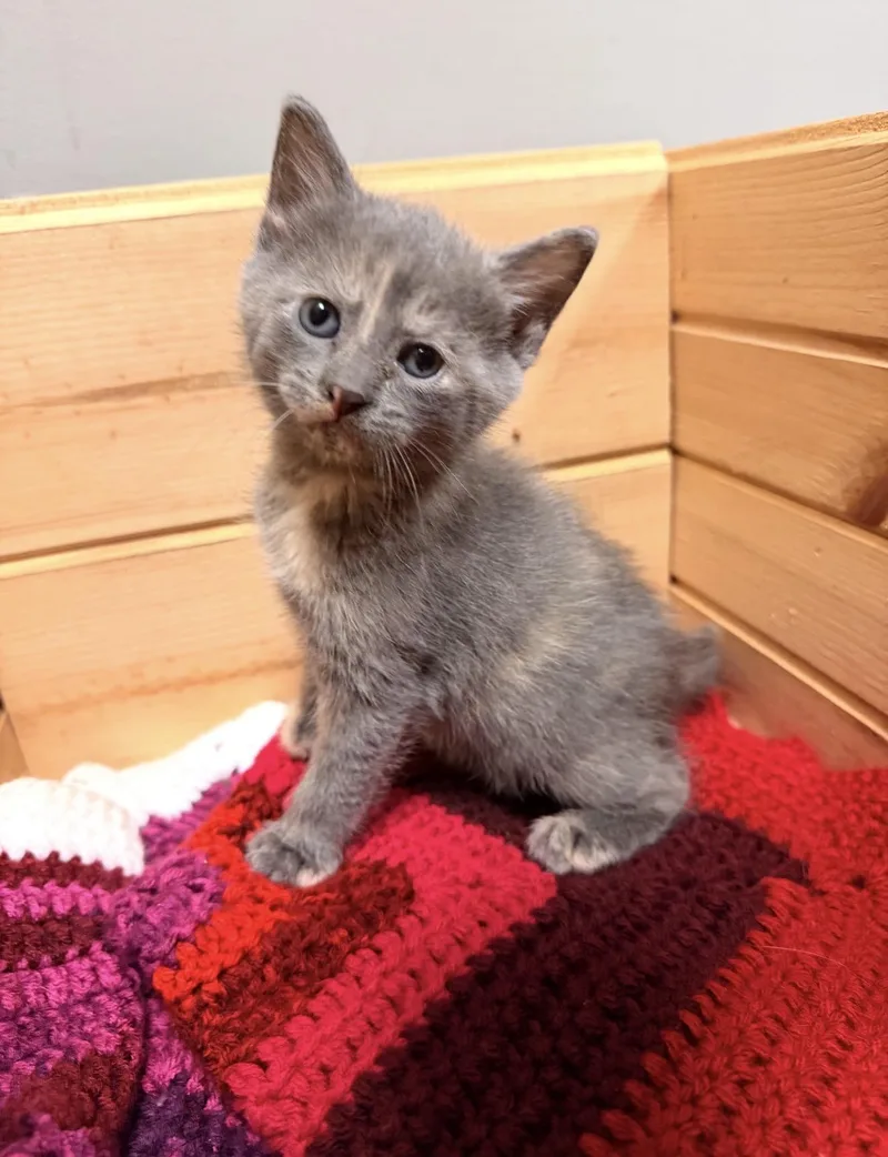 A baby medium-sized female Blue Cream Domestic Short Hair cat named Roo for adoption in Batesville, AR