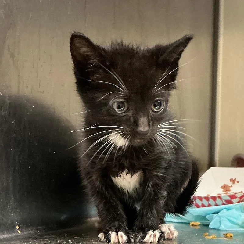 A baby small-sized male Black Domestic Short Hair cat named Spade for adoption in Elizabeth City, NC