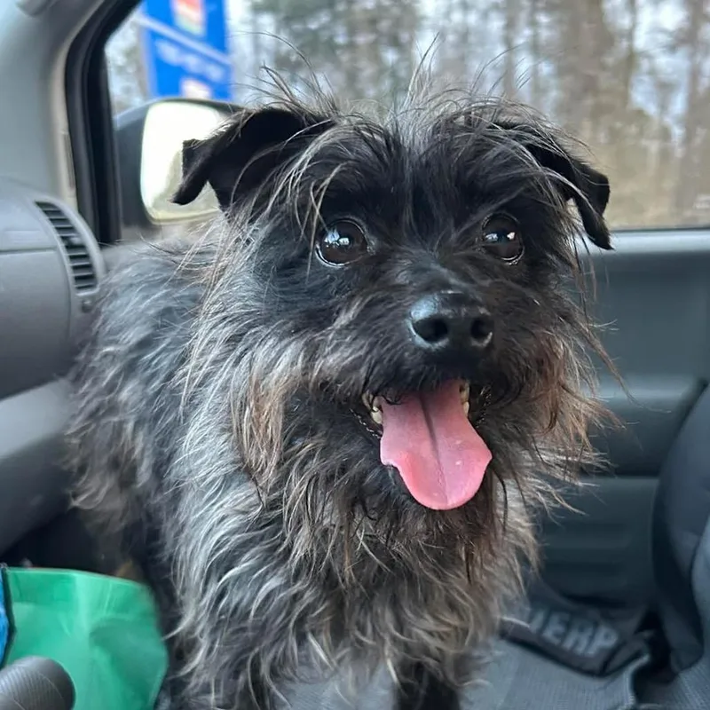 A senior small-sized male Black Mixed Breed dog named Swayze for adoption in Aberdeen, NC