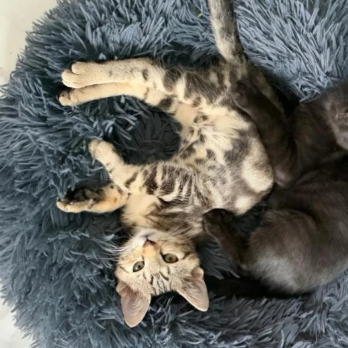 A baby small-sized male Domestic Short Hair cat named Acorn for adoption in Fairfax, VA