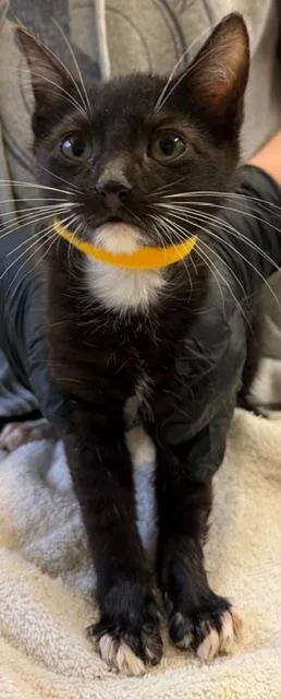 A baby small-sized male Domestic Short Hair cat named Dwight for adoption in Sultan, WA