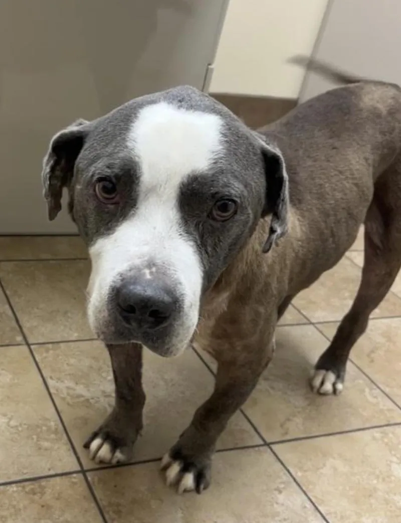 A senior medium-sized male Gray / Blue / Silver Pit Bull Terrier dog named Hurricane for adoption in Tinton Falls, NJ