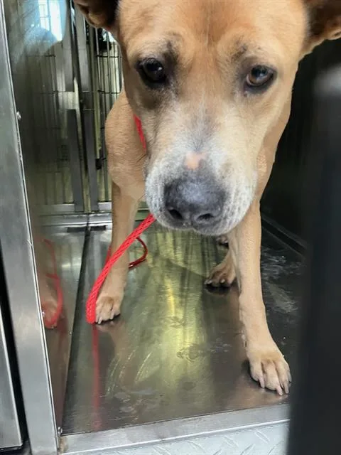 An adult medium-sized female Mixed Breed dog named Oakley for adoption in Dallas, TX