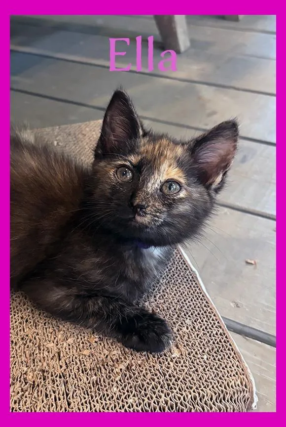 A baby medium-sized female Domestic Short Hair cat named Ella for adoption in Hoover , AL