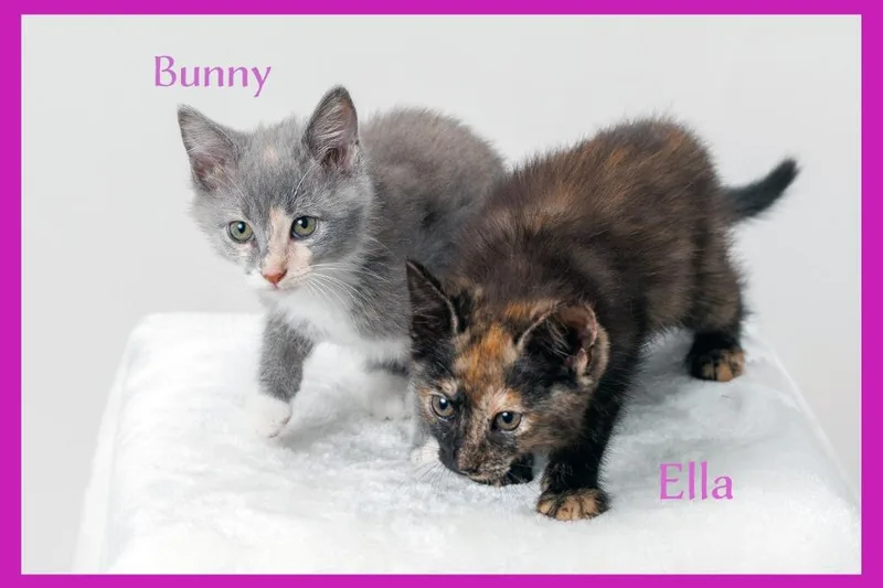 Ella thumbnail 2