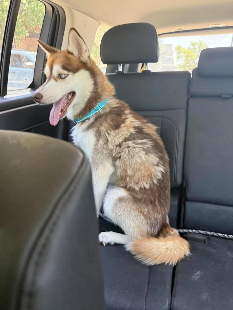 An adult medium-sized male Siberian Husky dog named Blue Husky for adoption in Dallas, TX