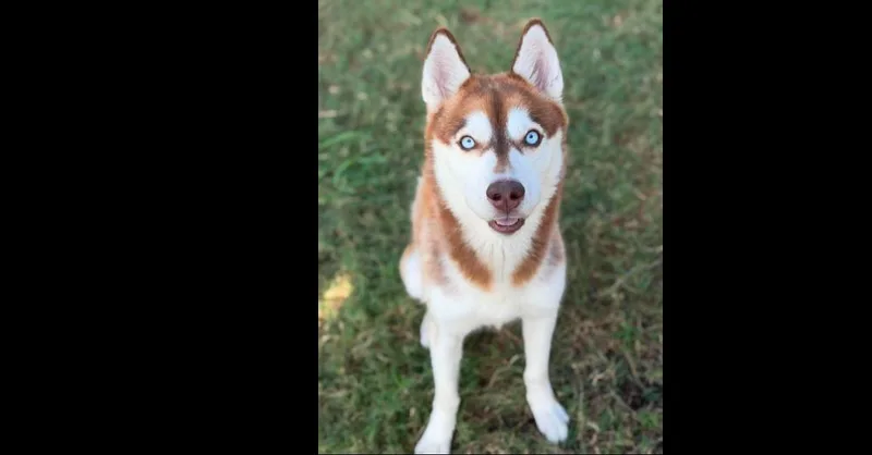 Blue Husky thumbnail 2
