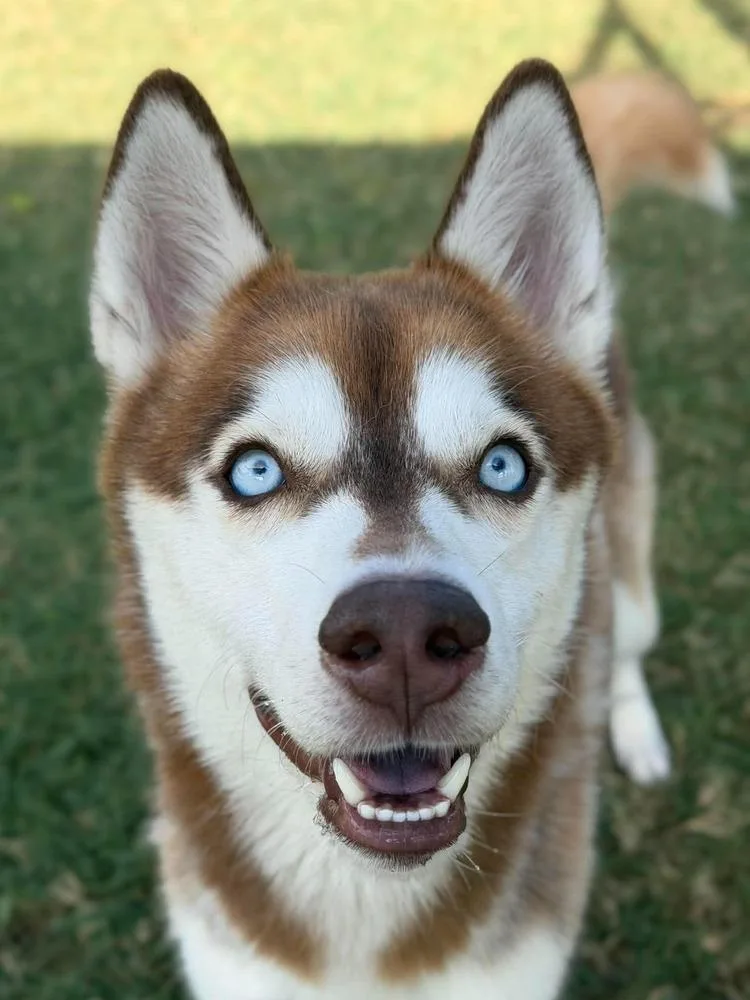 Blue Husky thumbnail 3