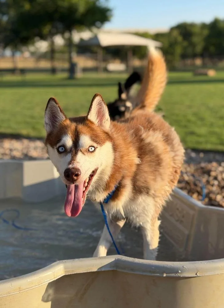 Blue Husky thumbnail 4