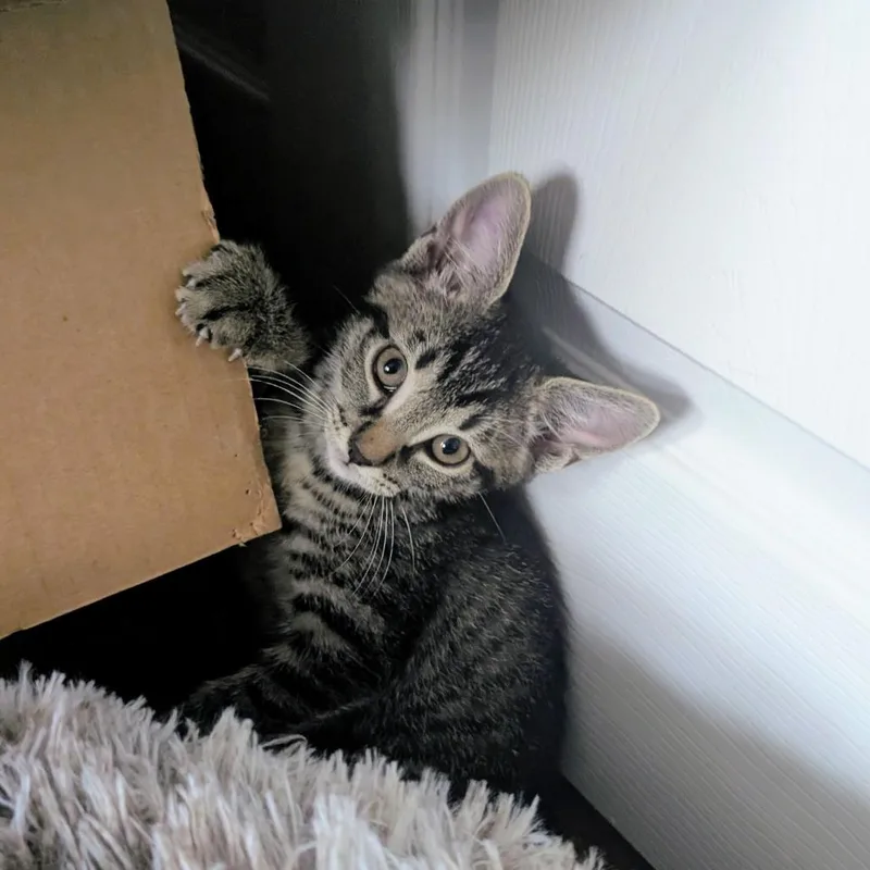A baby small-sized female Brown / Chocolate Domestic Short Hair cat named Twist for adoption in Commerce City, CO