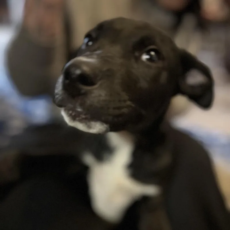 A young large-sized male Black Terrier dog named Yukon for adoption in Aledo, TX