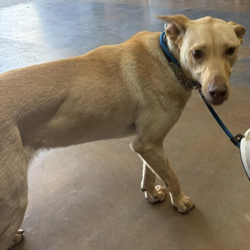 An adult medium-sized female Yellow / Tan / Blond / Fawn Yellow Labrador Retriever dog named Blondie for adoption in Denison, TX