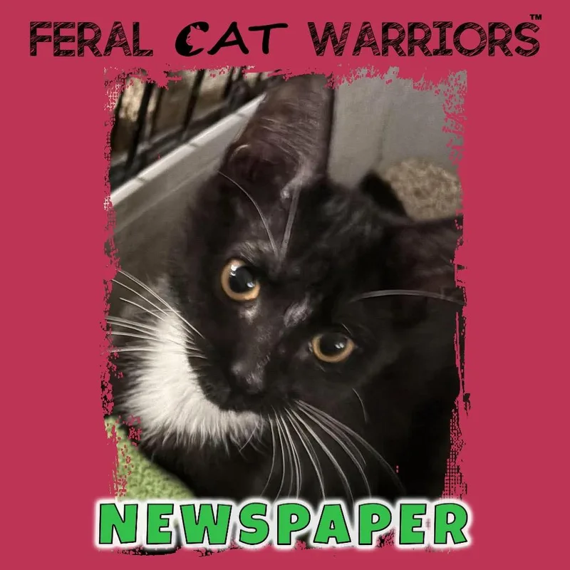 A baby small-sized male Domestic Short Hair cat named Newspaper for adoption in Kingman, AZ