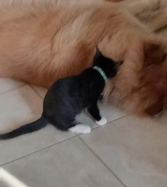 Miso