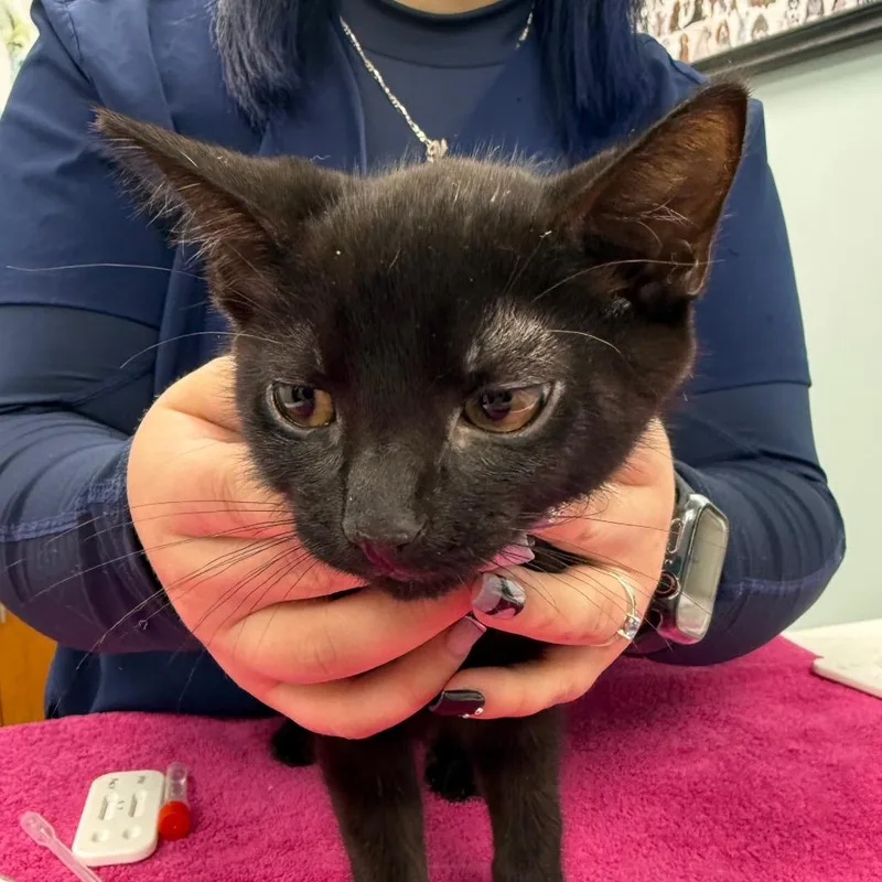 A baby medium-sized male Black Domestic Short Hair cat named Milo for adoption in Hamburg, NY
