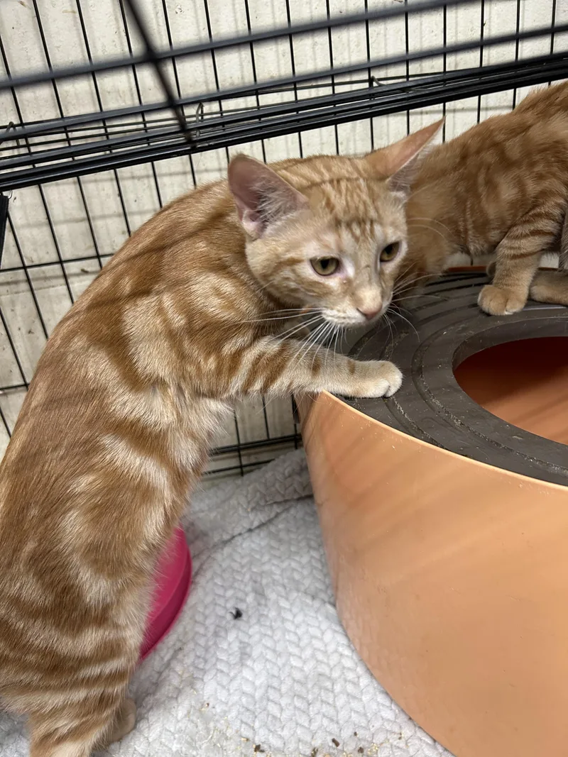 A young large-sized female Tabby cat named Orange Julius for adoption in New Orleans, LA
