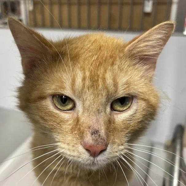 An adult medium-sized male Orange / Red Domestic Short Hair cat named Lucky for adoption in New York, NY