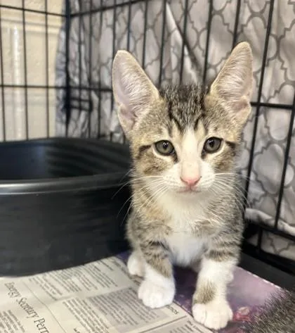 A young small-sized male Tabby (Gray / Blue / Silver) Domestic Short Hair cat named Zain for adoption in Harlingen, TX