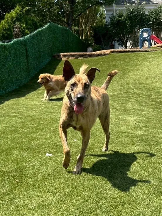 An adult medium-sized female Brindle Mixed Breed dog named Boba for adoption in Potomac, MD