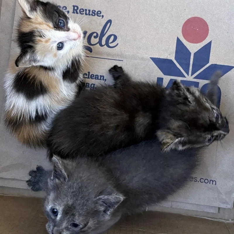 A baby small-sized female Calico Domestic Short Hair cat named Poppy for adoption in Volcano, HI