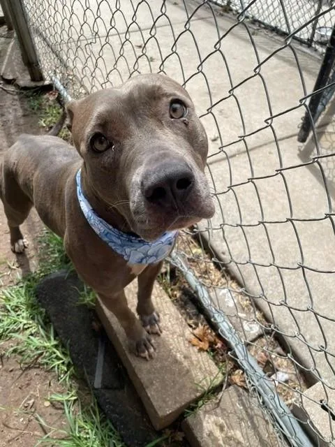 A young large-sized female Pit Bull Terrier dog named Foxy for adoption in Tulsa, OK