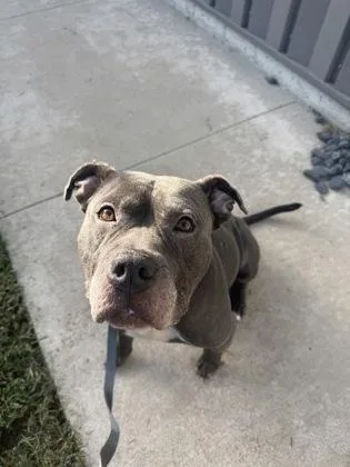 An adult large-sized male Gray / Blue / Silver Pit Bull Terrier dog named Solomon for adoption in Kansas City, MO