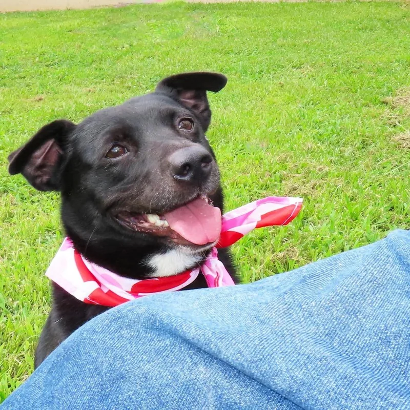 Darcy thumbnail 4
