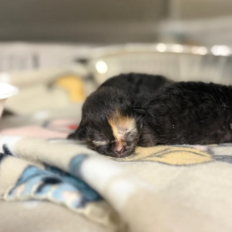 A baby small-sized female Domestic Short Hair cat named Odessa for adoption in Pauls Valley, OK