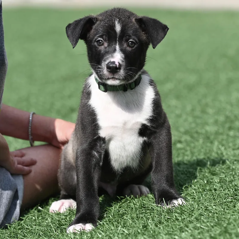 A baby medium-sized male Gray / Blue / Silver German Shepherd Dog dog named Basil for adoption in Libertyville, IL