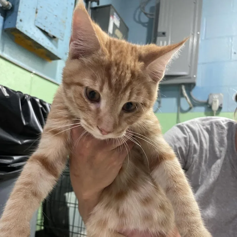 A baby small-sized male Orange / Red Domestic Short Hair cat named Bob for adoption in Newport, NC