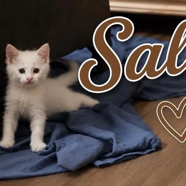 A young small-sized male Domestic Short Hair cat named Salsa for adoption in Auburn, CA